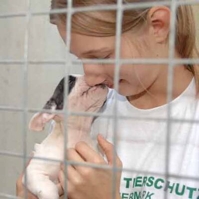 Die süßen Hundewelpen kriegen neue Besitzer