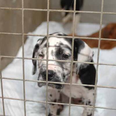 Die süßen Hundewelpen kriegen neue Besitzer