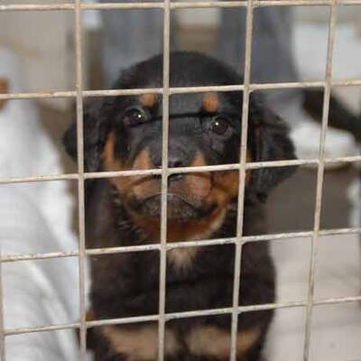 Die süßen Hundewelpen kriegen neue Besitzer