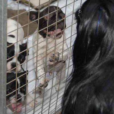 Die süßen Hundewelpen kriegen neue Besitzer