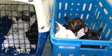 Welpen-Bande in Wien aufgeflogen