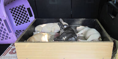 Ilegaler Welpen-Handel aufgeflogen