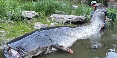 Tschechischer Rekor-Wels mit 268cm.