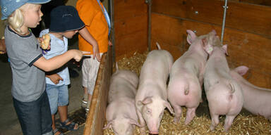 Gute Bilanz für die Welser Messe