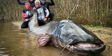 DIESER Wels ist jetzt Weltrekord! Fisch ist fast 3 Meter lang