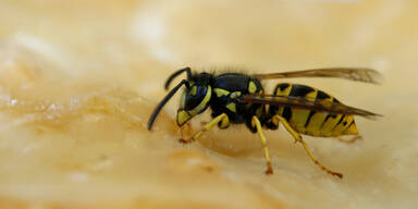 Niederösterreicher starb nach Wespenstich