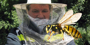 Jetzt kommt Wespen-Plage