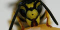 wespe