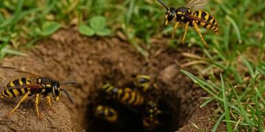erdwespen