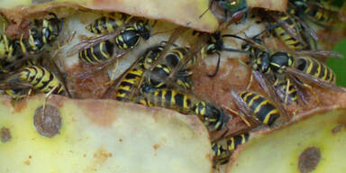 wespen