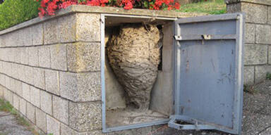 Feuerwehr entfernt Mega-Wespennest