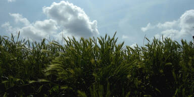 Wetterprognose: Sonne und Gewitter