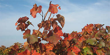 Wetter: Es wird wieder w&auml;rmer
