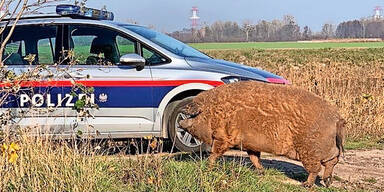 Schweine-Jagd Niederösterreich in Neu-Reisenberg
