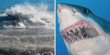 Video: Hai verschluckt sich an Seel&ouml;we