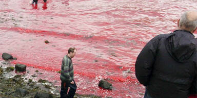 Island macht Jagd auf Wale