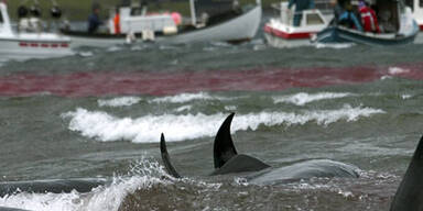 Island macht Jagd auf Wale
