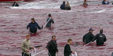 Island macht Jagd auf Wale