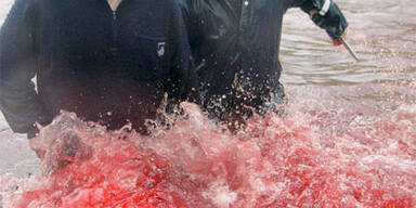 Island macht Jagd auf Wale