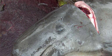 Island macht Jagd auf Wale