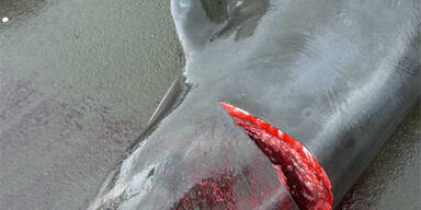 Island macht Jagd auf Wale