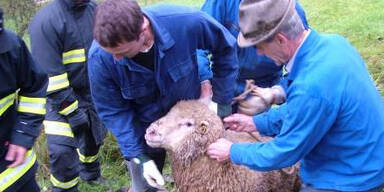 "Geiler Bock" sorgt f&uuml;r Aufregung