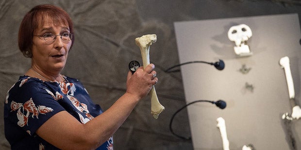 Neuer Vorfahr des Menschen in Bayern entdeckt