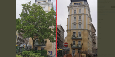 Polit-Streit um Baum: Petition sollte ihn retten - jetzt ist er gef&auml;llt