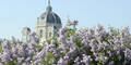 Traumhafter Frühlingstag in Wien