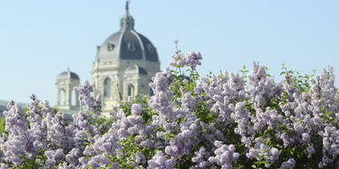 Traumhafter Frühlingstag in Wien