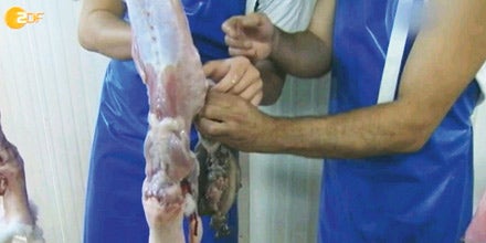 Wiener: Wirbel um ,Luxustod‘ für Hasen