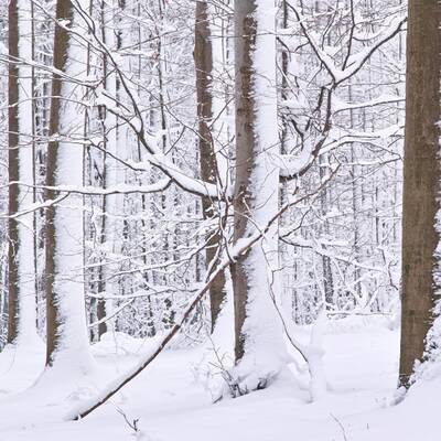 Winter im Wienerwald
