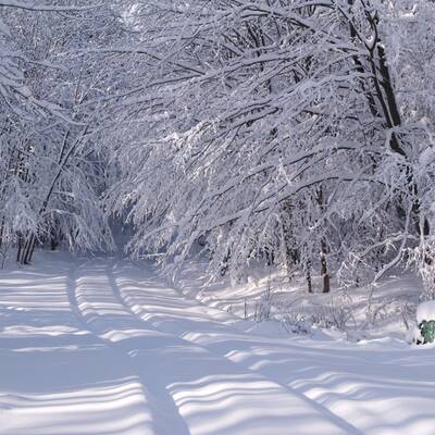 Winter im Wienerwald