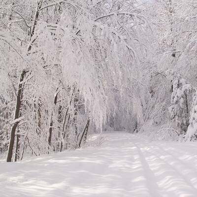 Winter im Wienerwald
