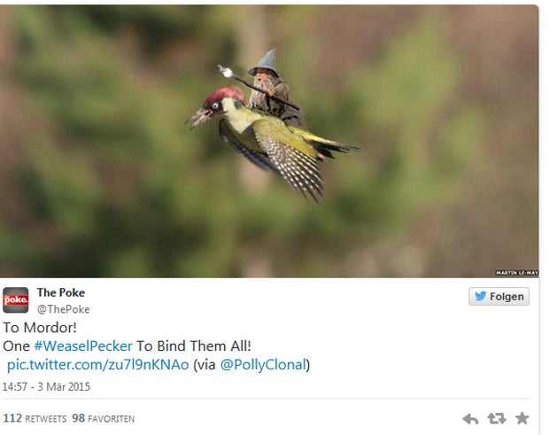 Wiesel reitet auf Grünspecht