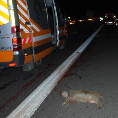 Wildschwein-Unfall auf A1