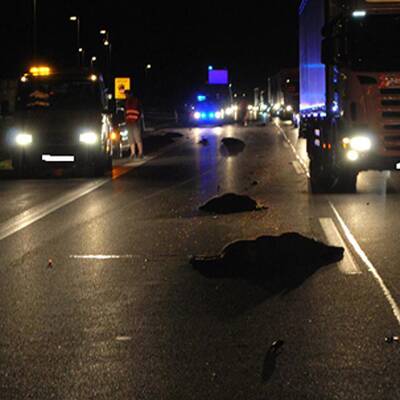 Wildschwein-Unfall auf A1