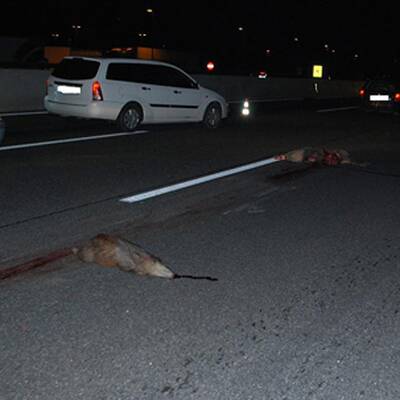 Wildschwein-Unfall auf A1