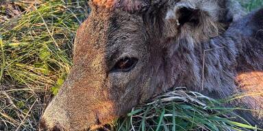 Wilderer treibt sein Unwesen.