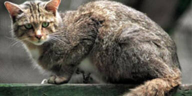wildkatze_dpa