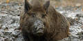 wildschweibn