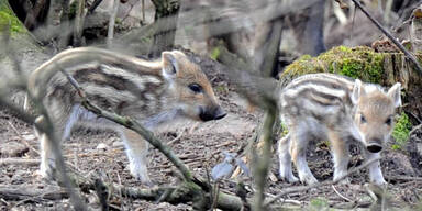 Wildschwein