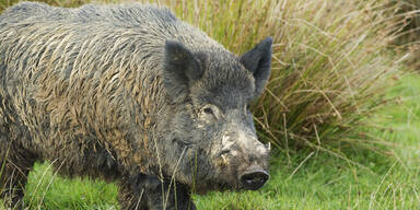 Pensionist mitten in Stuttgart von Wildschwein angegriffen