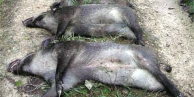 wildschwein2