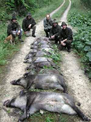 wildschwein3