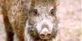 wildschwein