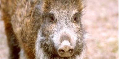 wildschwein