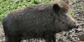 wildschwein
