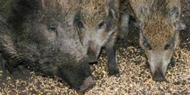 wildschwein