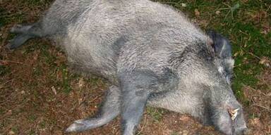 wildschwein_bayern